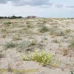 Stachys maritima Natur