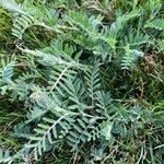 Astragalus sesameus Leaf