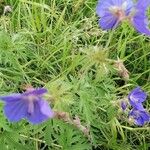 Geranium pratenseFleur