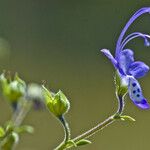 Trichostema lanatum Flor