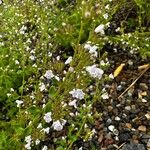 Clinopodium nepetaFlower