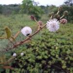 Mimosa pigra Květ