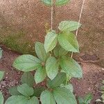Telfairia occidentalis Leaf