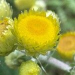 Helichrysum foetidum Žiedas