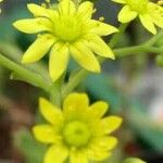 Aeonium × barbatum Květ