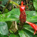 Costus scaber Lorea