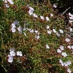 Limonium articulatum Flower