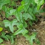 Cocculus carolinus Blad