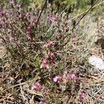 Teucrium webbianum Flor