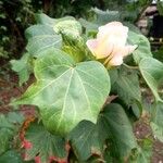 Gossypium herbaceum Leaf