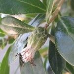 Dasyphyllum diacanthoides Meyve