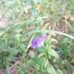 Scutellaria hastifolia Flor