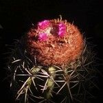 Melocactus intortus موطن