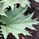 Rheum palmatum Blad