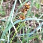 Carex spicata Fiore