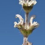 Salvia aethiopis Цвят