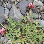 Trifolium thalii অভ্যাস