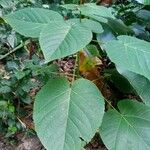 Clerodendrum speciosissimum Лист