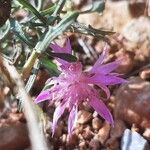 Centaurea asperaFloare