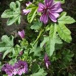 Malva setigeraFlower