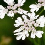 Coriandrum sativum Άλλα