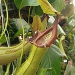 Nepenthes truncata Flor