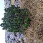 Juniperus phoenicea موطن