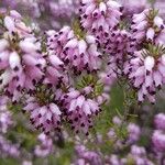 Erica erigena Floare