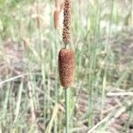 Typha minima Flor