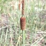 Typha minima Virág