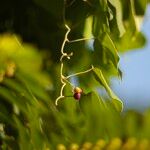 Pericampylus glaucus Fruit