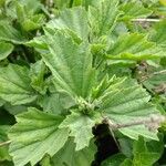 Althaea officinalis Blad