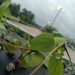 Clematis texensis Leaf