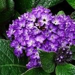 Heliotropium arborescens Flower