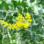 Acacia podalyriifolia ফুল