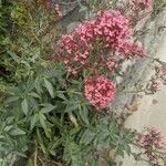 Centranthus ruber Blüte