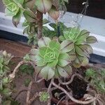 Aeonium leucoblepharum Folha