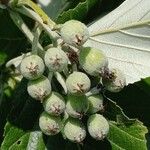 Sorbus aria Fruto