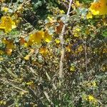 Fremontodendron californicum Vekstform