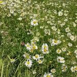 Leucanthemum ircutianum Квітка