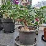 Ficus retusaᱵᱟᱦᱟ