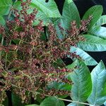 Rhus punjabensis