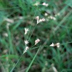 Juncus tenuis Fruto