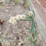 Conyza bonariensis 果