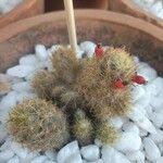 Mammillaria prolifera Листок