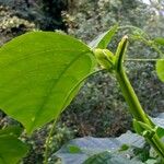 Passiflora quadrangularis Blatt