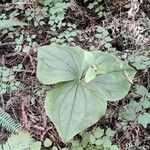 Trillium ovatum Folio