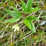 Cardamine enneaphyllos Leaf