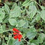 Scutellaria incarnata Leaf