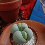 Gibbaeum petrense Hostoa